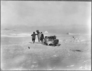 Mongolian pony pulling a sled during the British Antarctic Expedition 1910-1913 - Photograph taken by Captain Robert Falcon Scott