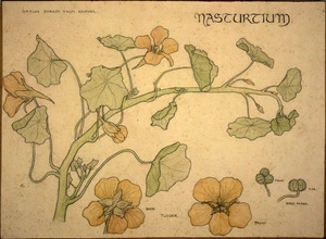 [Eise, Ida Gertrude] 1894-1978 :Nasturtium. Drawn direct from nature. [1912]