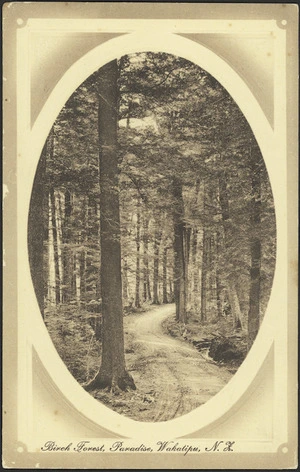 [Postcard]. Birch forest, Paradise, Wakatipu, N.Z. New Zealand postcard. F.T. series no 2104. Printed in Saxony. [ca 1910].
