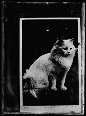 Copy photograph of a photographic postcard of a cat