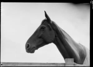 Phar Lap