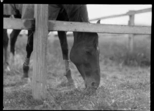 Phar Lap grazing