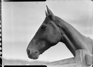 Phar Lap