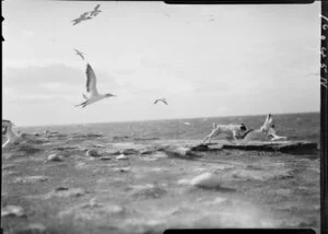 Dog chasing gannet