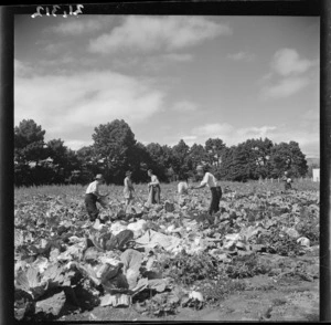 Picking cabbages in Otaki for United States forces