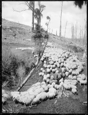 Mustering sheep, Taranaki