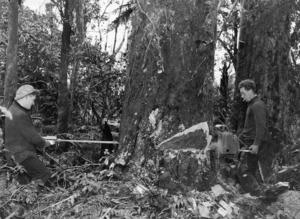 Timber workers using a two handed chain saw in Pureora Forest, Waikato