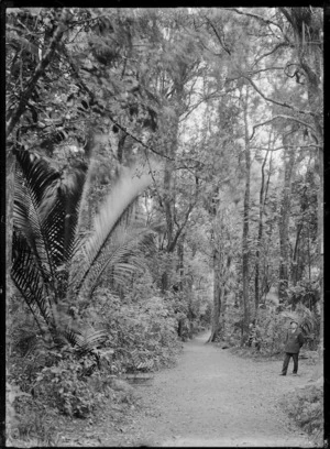 Path through native bush, including nikau palms at the New Zealand Government's Health Resort, adjoining the hot springs at Morere, 1927