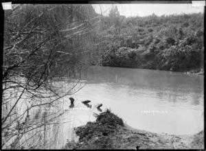 Junction of the Waitetuna River and Mangakino Stream, near Raglan Harbour, 1910 - Photograph taken by Gilmour Brothers