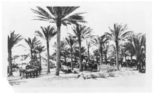 Horses tethered under palm trees during WWI, Bir el Maler, Palestine