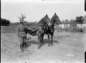 New Zealand officer holding the reins of two German horses at Louvencourt, France, World WarI