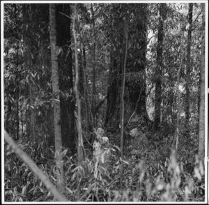 Pureora Forest - Photograph taken by Henry William Hope-Cross