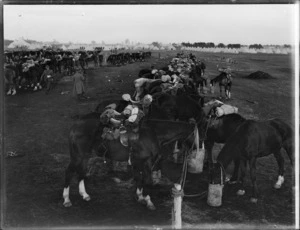 Horse lines at mounted rifle camp