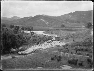Mustering sheep on an East Coast sheep station