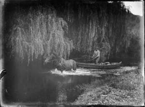 An unidentified man in a scow being towed by a horse, on the Waipapa River, near Rangiahua, 1918
