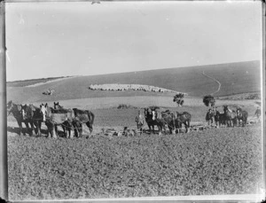 Farmers with horses and ploughs in a field, with sheep in background