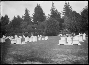 Beehives at the government-run apiary at Ruakura, 1921.