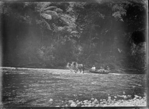 Men in a scow being towed by two horses, on the Waipapa River, near Rangiahua, 1918