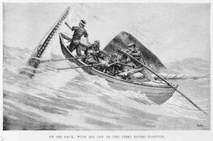 On his back with his jaw in the first biting position" - Illustration from The cruise of the Cachalot; round the world after sperm whales by Frank T Bullen