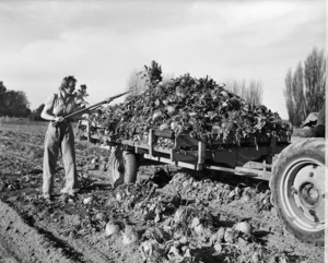 Farm working feeding out cabbages and turnips at Marshlands