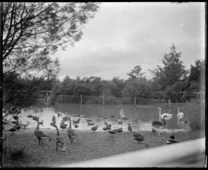 Geese and swans on pond