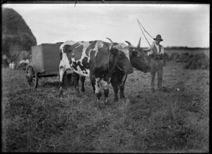 Haymaking, with a man in the foreground beside a cart drawn by two bullocks