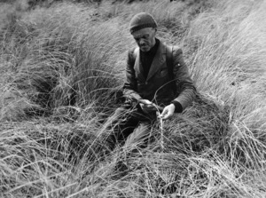 Dr Robert Alexander Falla examining grass