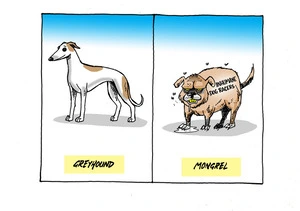 Greyhound. Mongrel