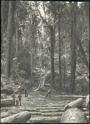 Public Works Department logging at Kakahi, North Waimarino - Photograph taken by the Tibbutt Brothers