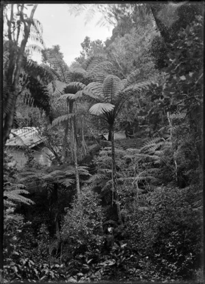 Grotto Gardens at Whangarei, 1923