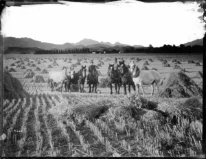 Men and horses in a harvested oat field, on the farm Marathon, near Seddon, Marlborough - Photograph taken by Arthur John McCusker