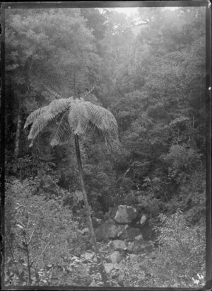 Fern tree on the Katikati horse track, Te Aroha