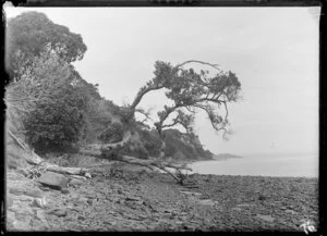 Motutapu Island, Hauraki Gulf