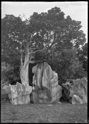 Tree beside a weathered limestone rock at Kamo, 1923