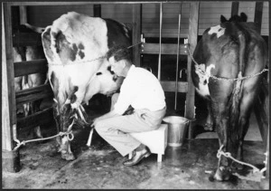 Farmer milking cows by machine - Photograph taken by H Drake