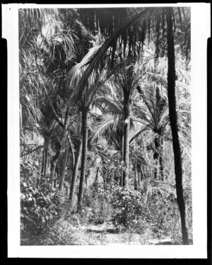 Palm trees in a forest, unidentified location