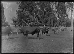 Assorted cattle on the property of Mr James Booth, Gisborne area, including Jersey cows, a large bull, two calves, a tree-lined wooden fence, and an unidentified man [Mr Booth?]