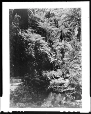 Bush scene with tree ferns and a stream