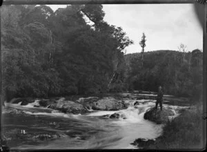 Whitebait Falls, Waitetuna River, Waikato Region