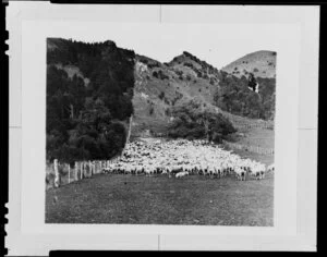Flock of sheep herded in a paddock near a steep slope