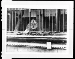Lion lying in a cage with its paws through the bars, unidentified zoo