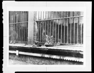 Tiger lying in a cage, unidentified zoo