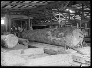 Interior view of the Piha Sawmill where a kauri log is being broken down
