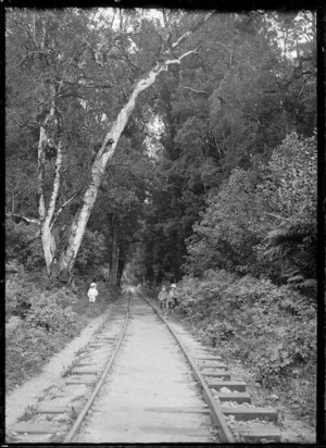 Bush tramline in the Mamaku bush.