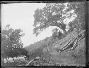Bank with large tree beside a beach, unidentified location