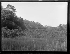 Swampland and native forest, location unidentified