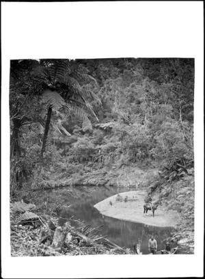 Waipapa River near Rangiahua, 1918