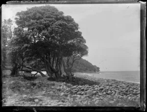 Coastal area, Little Barrier Island, Auckland Region