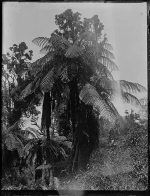 Unidentified bush featuring mamaku (tree-fern, Cyathea meddularis