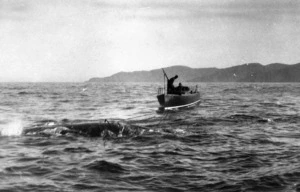 Perano's whaling launch fastening a harpoon to a whale, Tory Channel
